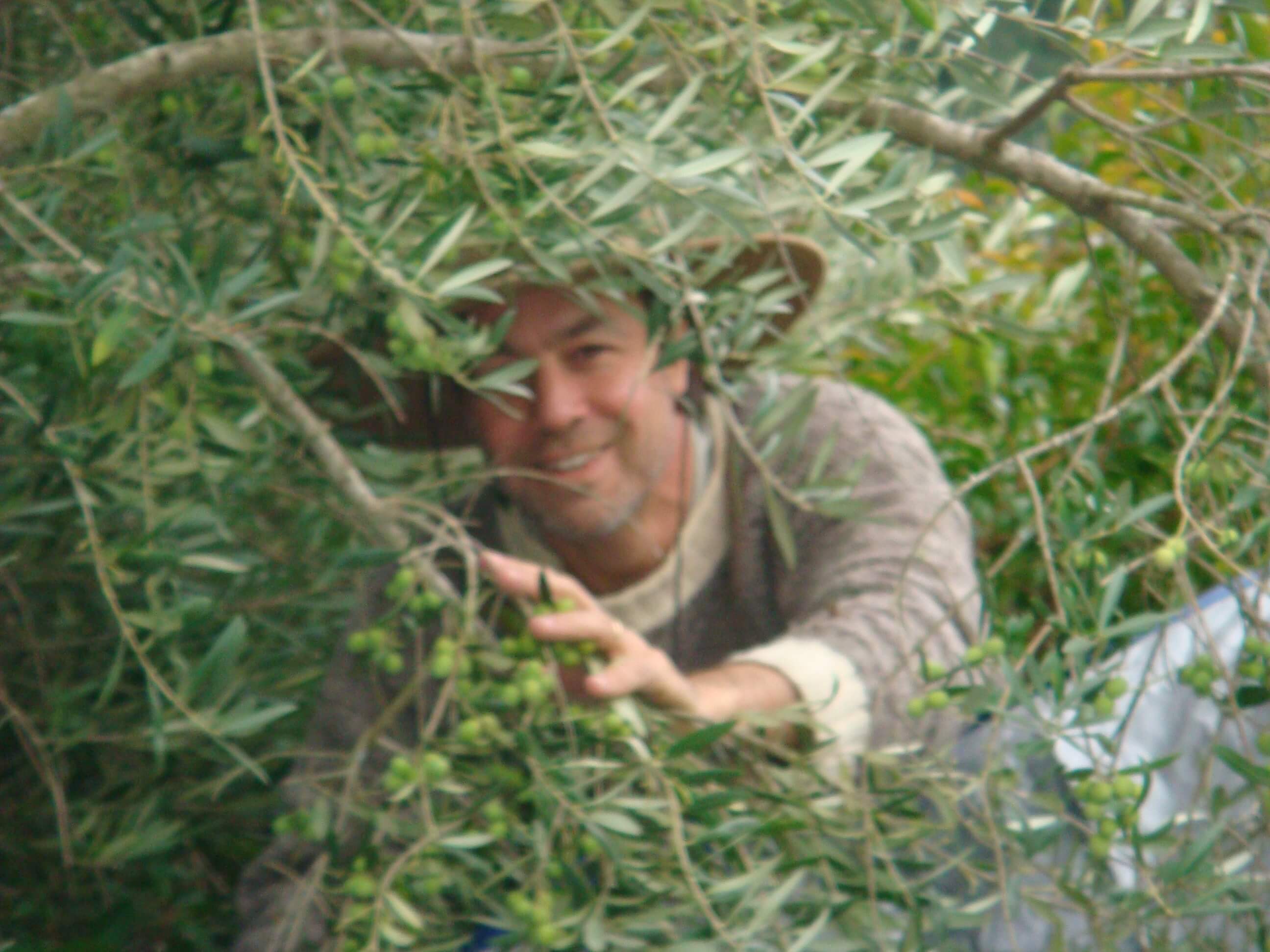 Antioxidant-rich olive oil Sonoma County Olive Harvest