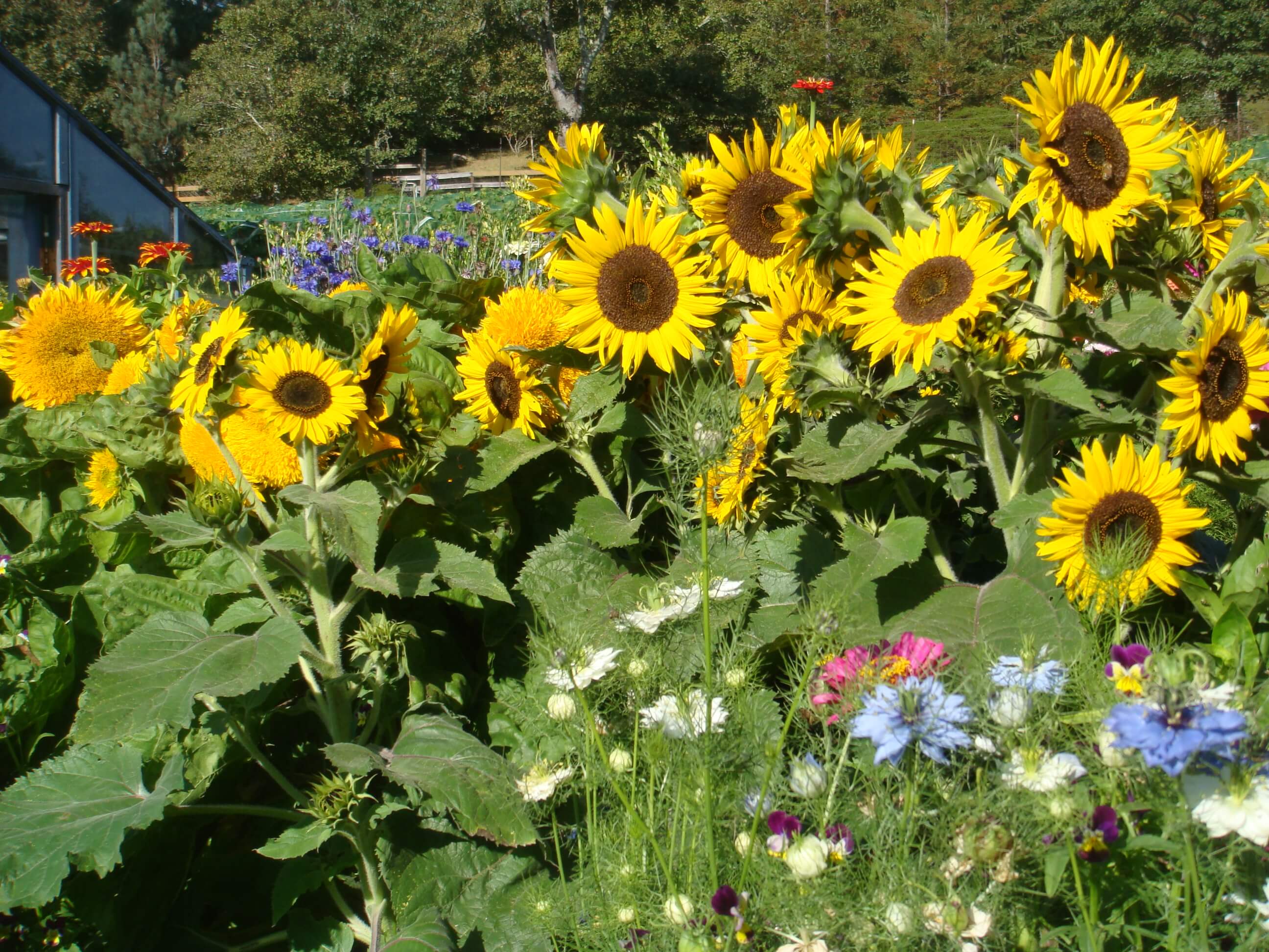 skin care tips for dry, cracked gardener's hands