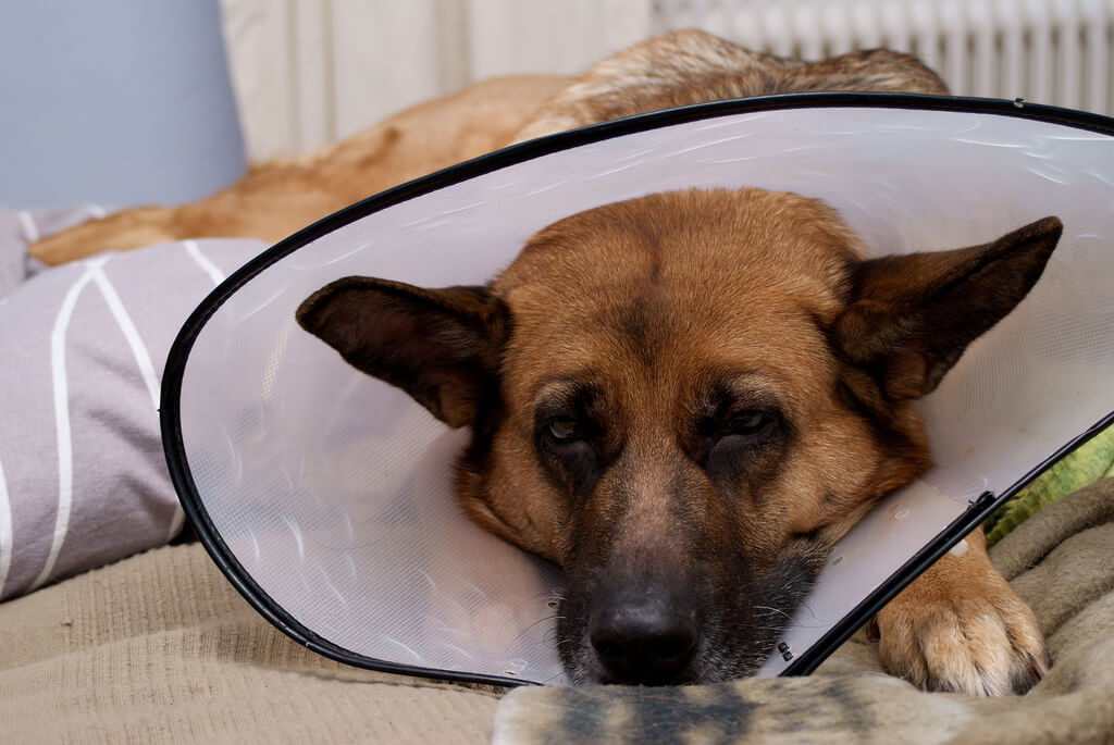 itchy when angry dog emotions and scratching