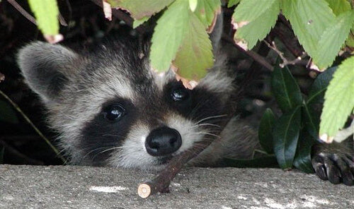 Under-eye circles, bags and puffiness